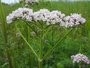 Valeriana officinalis, Valeriaan