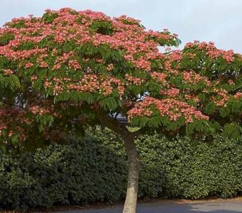 Albizia jul. 'Ombrella', 8/10 25L pot, Slaapboom ® (= Bourbri)