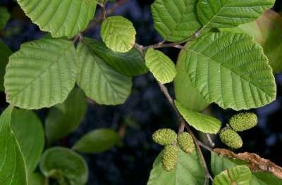 Alnus Incana, 10/12 Blote wortel, Witte els