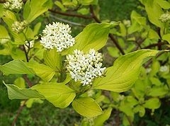 Cornus alba 'Aurea', 3L Kornoelje