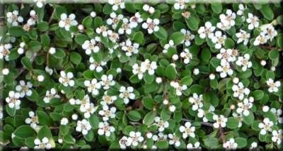 Cotoneaster proc. 'Queen of Carpets' 1.5L, Dwergmispel