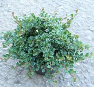 Cotoneaster proc. 'Streib's Findling' 1.5L, Dwergmispel