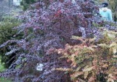 Berberis ottawensis 'Superba', 60-80 10L, Japanse zuurbes