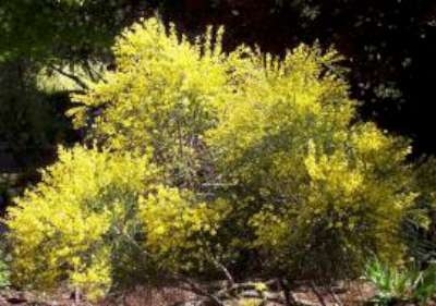 Cytisus praecox, 40-60 3L, Brem