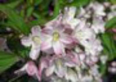 Deutzia purpurascens 'Kalmiiflora', 40-60 3L, Bruidsbloem