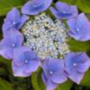 Hydrangea macro. 'Blaumeise' 3L, 30-40 Hortensia (Blue Sky)