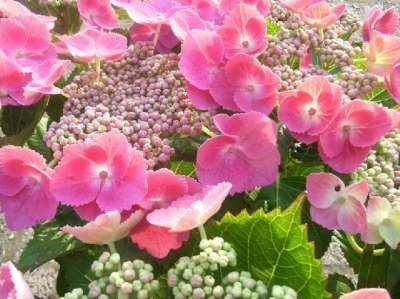 Hydrangea macro. 'Taube', 25-30 3L, Hortensia