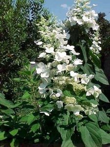 Hydrangea pan. 'Tardiva', 40-50 cm 3L Hortensia