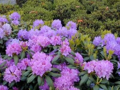 Rhododendron 'Cataw. Boursault', 30-40 5L