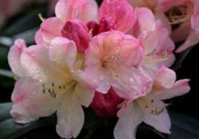 Rhododendron 'Percy Wiseman', 30-40 5L