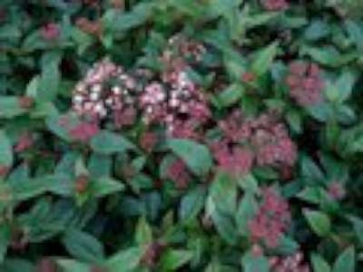 Viburnum tinus 'Eve Price', 25-30 3L, Sneeuwbal