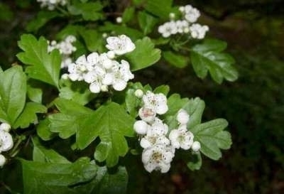 Crataegus Monogyna, Gewone meidoorn, bosplantgoed, 1+1 60/80