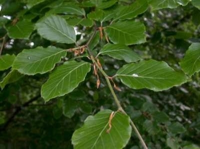 Fagus sylvatica, Groene beuk, bosplantgoed, 1+2 80/100