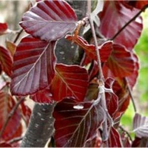 Fagus sylv. 'Atropunicea', Rode beuk, bosgoed 2+0 80/100 (=Purpurea)