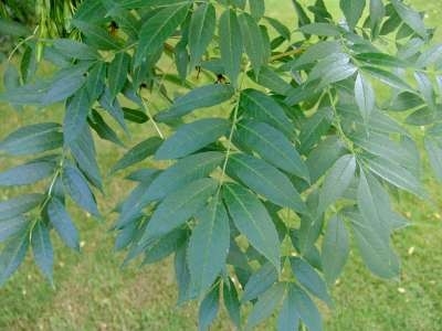 Fraxinus excelsior, Es, 1+1 60/100