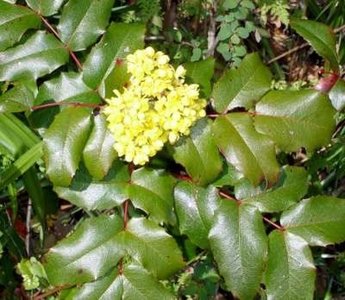 Mahonia Aquifolium, 1+2 30/50