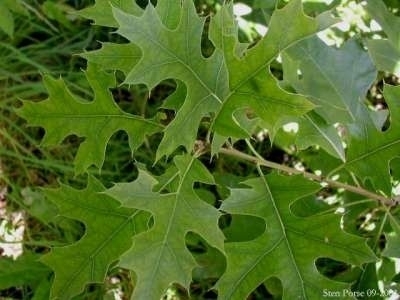 Quercus Palustris, Moeras eik, 2+0 80/100