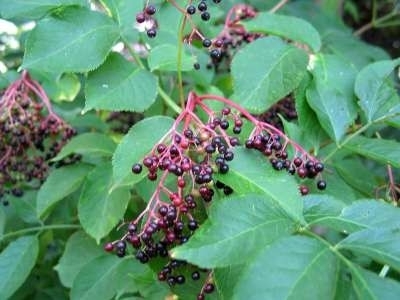 Sambucus Nigra, Zwarte vlier, 1+1 60/100