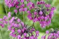 Allium cernuum 'Hidcote', Sierui