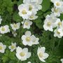 Anemone hybr. 'Snow Angel', ® Anemoon