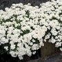 Arabis caucasica 'Little Treasure White', Rijstebrij, Randjesbloem