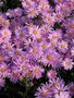 Aster amellus 'Rosa Erfüllung', Aster