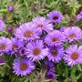 Aster novae-angliae 'Purple Dome', Aster