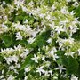 Campanula poscharskyana 'Silberregen', Klokjesbloem