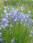 Campanula rotundifolia, Grasklokje