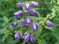 Campanula trachelium, Ruig klokje