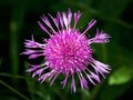 Centaurea jacea, Knoopkruid