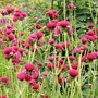 Cirsium rivulare 'Atropurpureum', Vederdistel