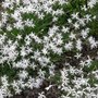 Dianthus arenarius, Anjer