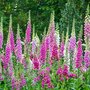 Digitalis purpurea, Vingerhoedskruid