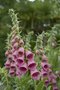 Digitalis 'Mertonensis', Vingerhoedskruid