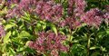 Eupatorium maculatum 'Phantom', Leverkruid