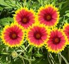 Gaillardia 'Kobold', Kokardebloem