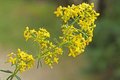 Galium verum, Geel walstro