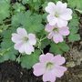 Geranium 'Dreamland', ® Ooievaarsbek