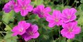 Geranium riversleaianum 'Russell Prichard' P9, Ooievaarsbek