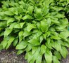 Hosta lancifolia, Hartlelie