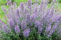 Nepeta faassenii 'Junior Walker', ® Kattekruid