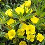 Oenothera macrocarpa, Teunisbloem