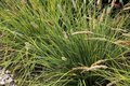 Sesleria argentea, Blauwgras