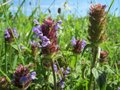 Prunella vulgaris, Bijenkorfje