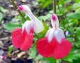 Salvia microphylla 'Hot Lips', Salie