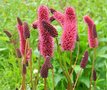 Sanguisorba menziesii, Pimpernel