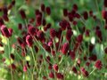 Sanguisorba officinalis, Grote pimpernel