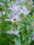 Tricyrtis hirta, Armeluisorchidee