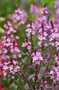 Verbena off. 'Bampton', IJzerhard